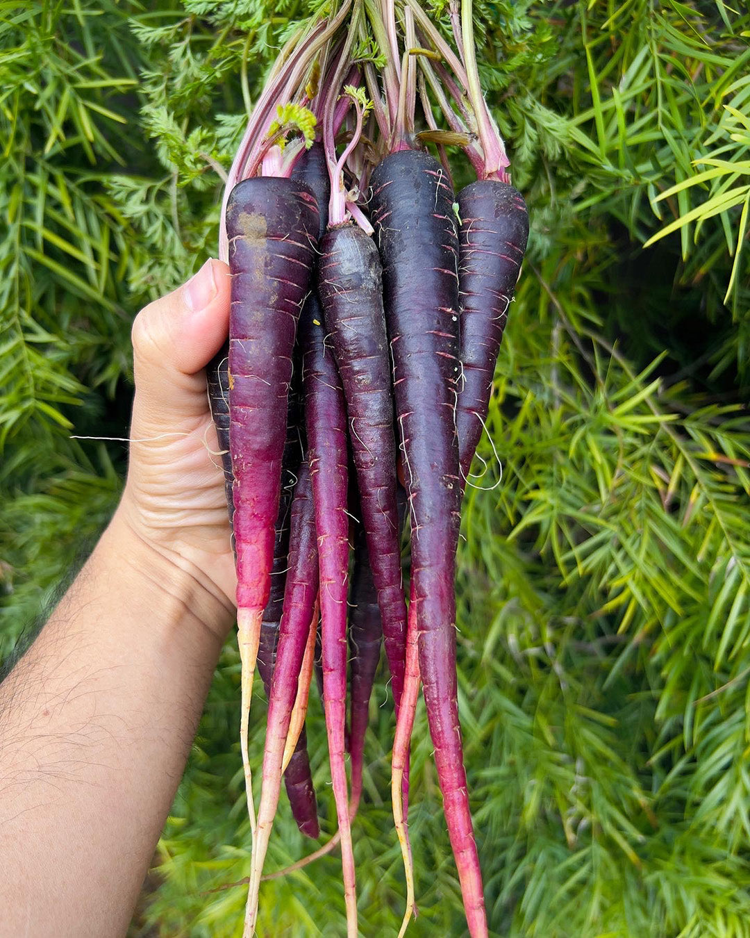 Fresh USDA Organic Carrot Box