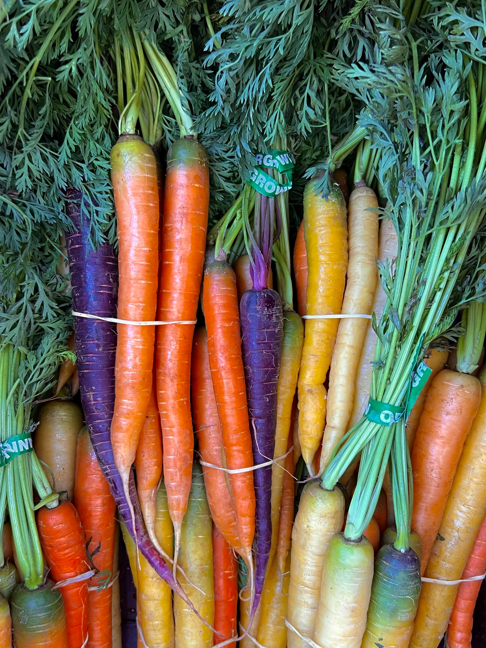 Fresh USDA Organic Carrot Box