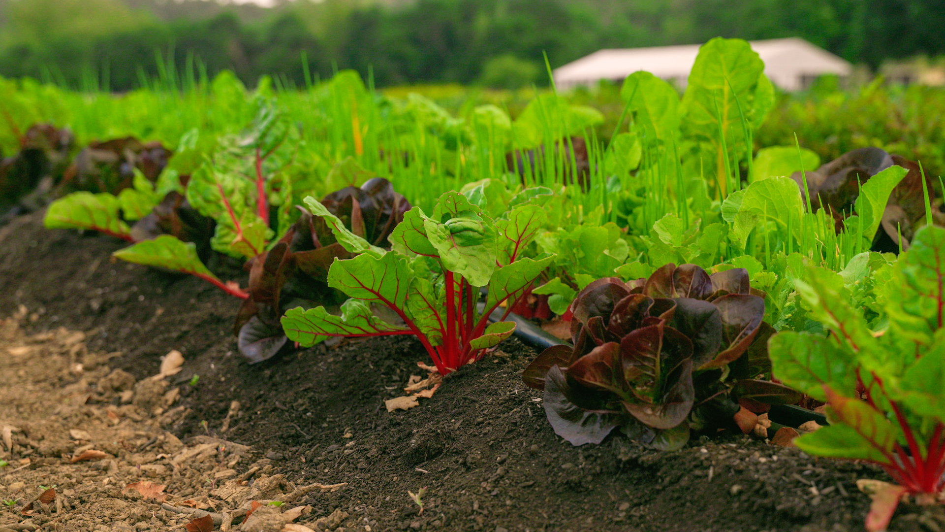 Here's What You Need To Know About Regenerative Farming