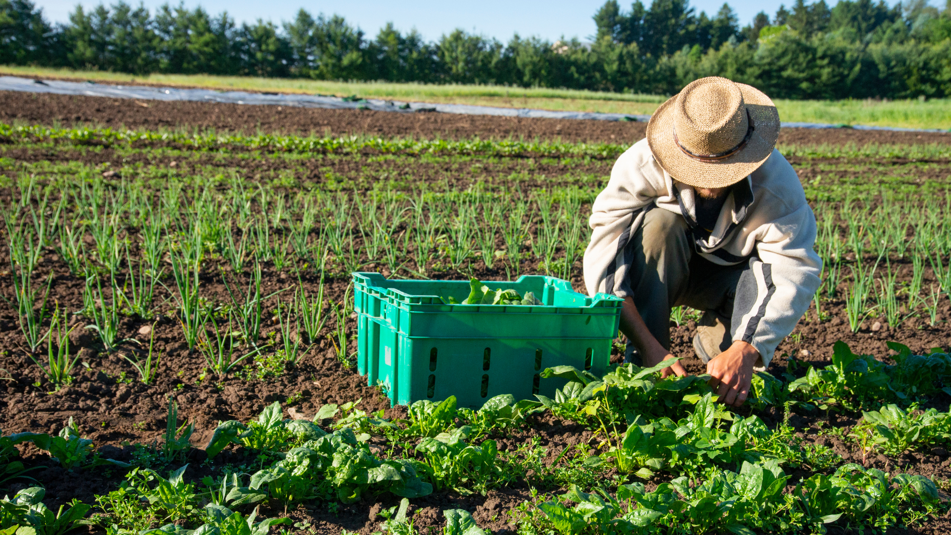 Why Regenerative Agriculture Matters in 2025