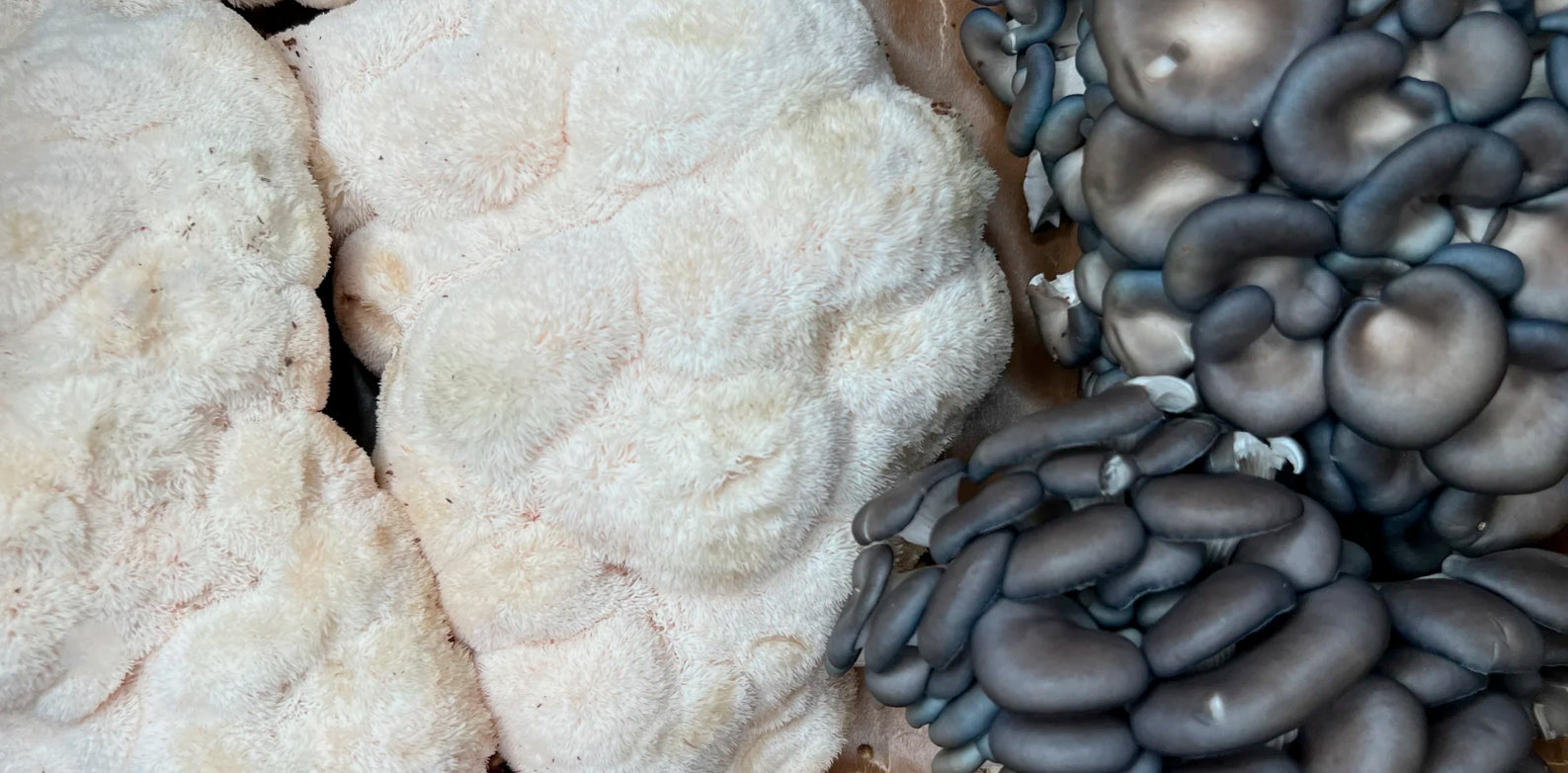 The Right Way to Clean and Store Lion’s Mane and Blue Oyster Mushrooms