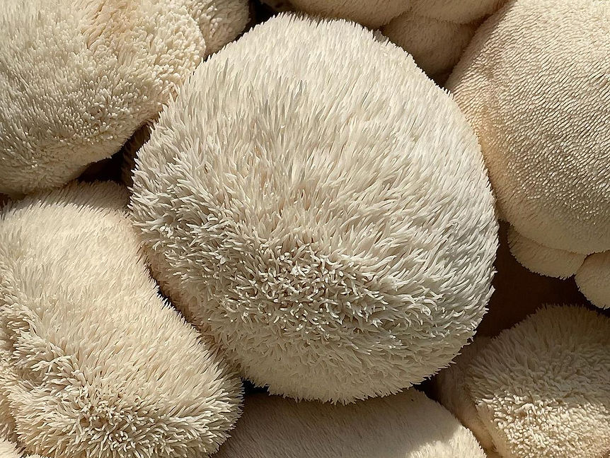 Organic Lion's Mane Mushrooms