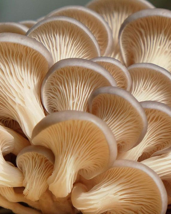 Organic Mushroom Box