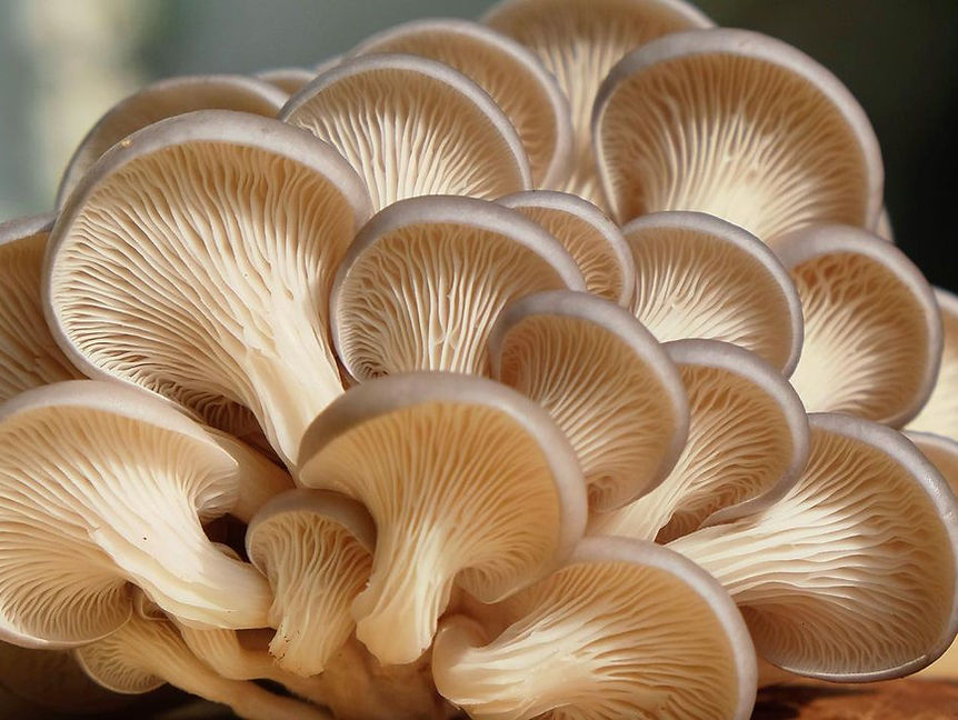 Organic King Blue Oyster Mushrooms