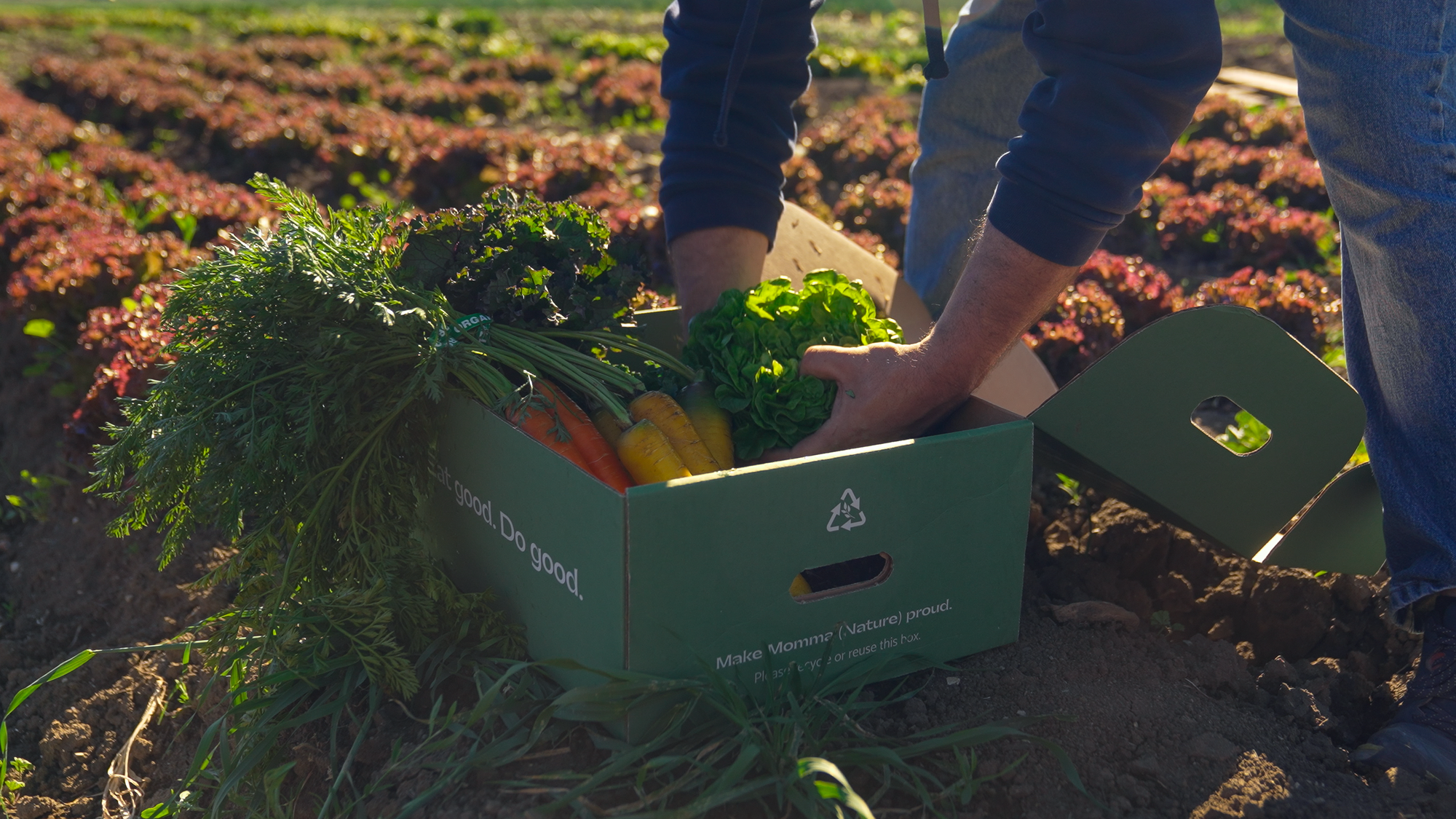 Organic Harvest Box