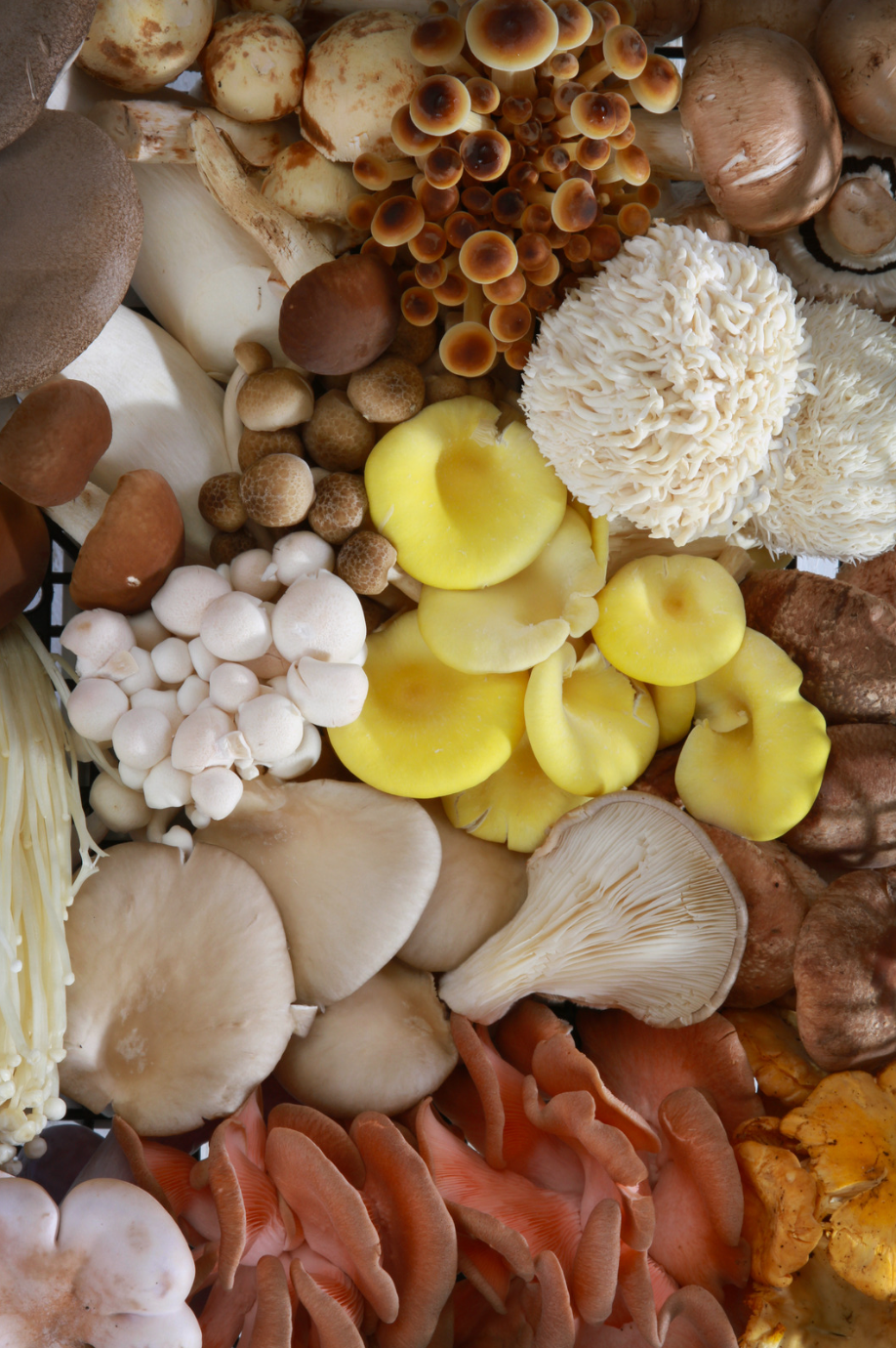 Organic Mushroom Box